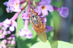 Rhingia campestris