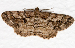 Peribatodes secundaria