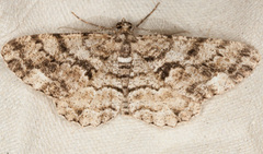 Peribatodes secundaria