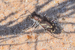 Cicindela tranquebarica
