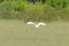Bubulcus ibis