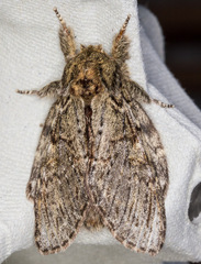 Peridea anceps