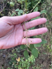 Desmodium tortuosum