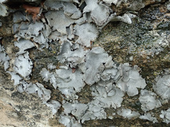 Dermatocarpon miniatum