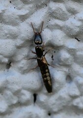 Xantholinus