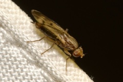 Opomyza germinationis