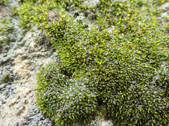 Tortula muralis