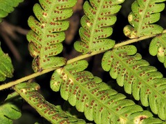 Christella gueintziana
