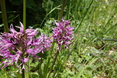 Orchis simia