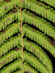 Christella gueintziana
