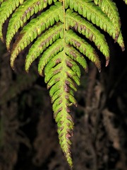Christella gueintziana