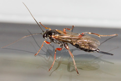 Pimpla turionellae