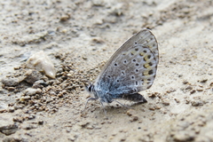 Plebejus