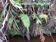 Christella gueintziana