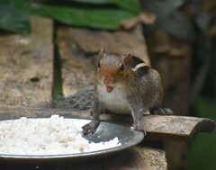 Funambulus tristriatus
