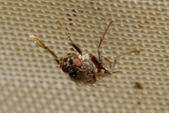 Limosininae