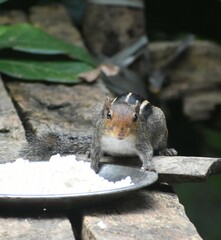 Funambulus tristriatus