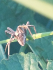Pisaura