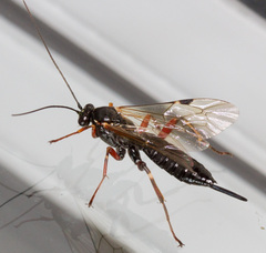 Pimpla turionellae