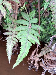 Christella gueintziana