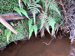 Christella gueintziana