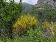Genista cinerea
