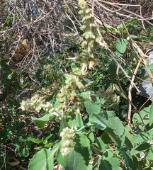 Ocimum tenuiflorum