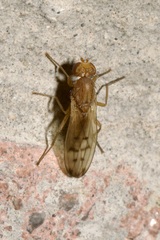 Opomyza florum