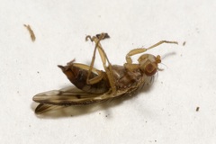 Opomyza germinationis