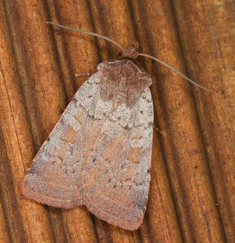 Protolampra sobrina Duponchel, 1843