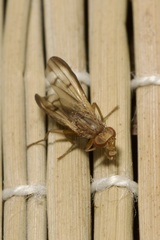 Opomyza germinationis
