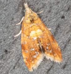 Pseudargyrotoza conwagana