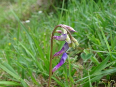 Vicia onobrychioides