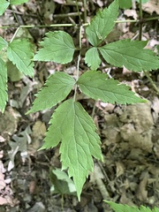 Actaea racemosa