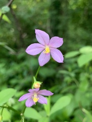 Talinum fruticosum