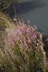 Chamaenerion colchicum