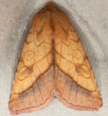 Pyrrhia umbra