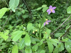 Talinum fruticosum