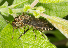 Rhacognathus punctatus