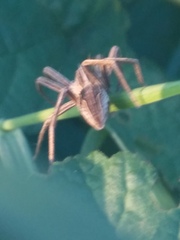 Pisaura