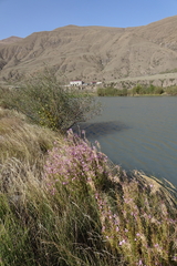 Chamaenerion colchicum