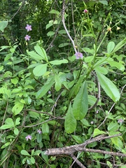 Talinum fruticosum