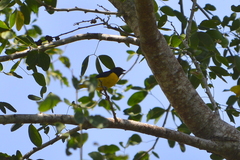 Euphonia affinis