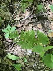 Botrypus virginianus