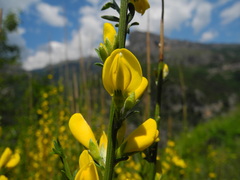 Genista cinerea