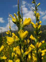 Genista cinerea