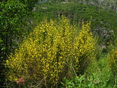 Genista cinerea