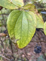 Smilax herbacea