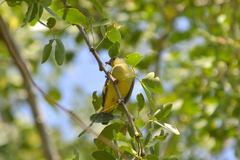 Euphonia affinis