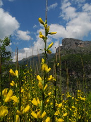 Genista cinerea